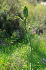 green plant on a background of grass