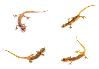 set of Gecko lizard isolated on white