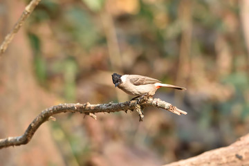 Sooty-headed Bulbul