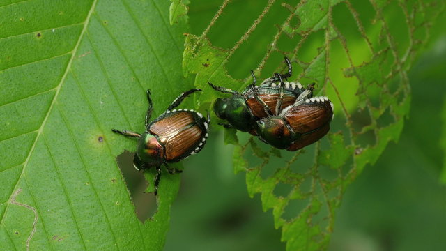 4K Japanese Beetles (Popillia japonica) 2