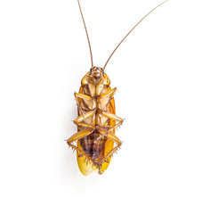 Dead cockroach