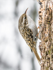 Eurasian treecreeper