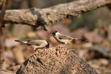 Sooty-headed Bulbul