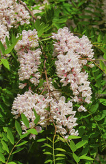 Beautiful Acacia flowers