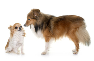 young shetland dog and chihuahua