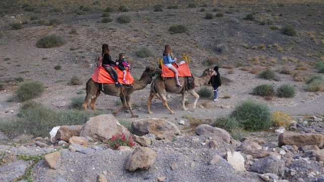 promenade à chameau dans le désert