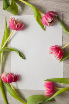 Beautiful frame of tulips