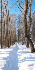 trail in snow in winter park on a sunny day