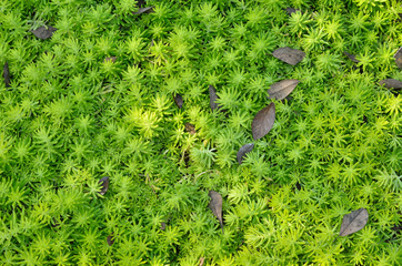 beatiful tiny leaves for background