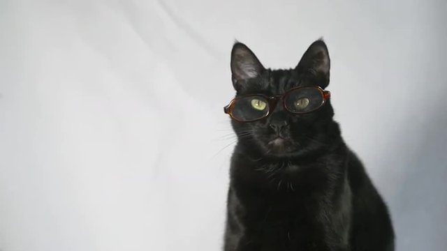 Black cat wearing glasses with a white background 1