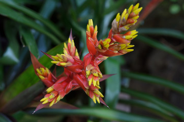 Obraz premium Colorful of bromeliaceae in garden