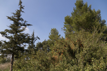 Obraz na płótnie Canvas view of the forest
