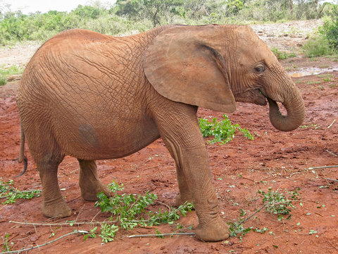 Baby elephant stands in profile. Sheldrick Elephant Orphanage in Nairobi, Kenya.
