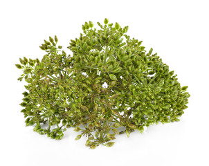 fresh dill seeds on white background