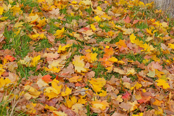 Yellow, orange and red autumn leaves