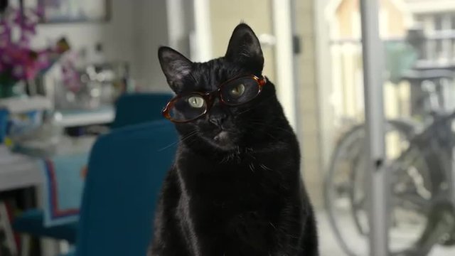 Black cat wearing glasses inside a home.