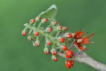 Blüte des Natalflaschenbaums © nounours1