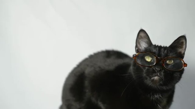Black cat wearing glasses with a white background 2