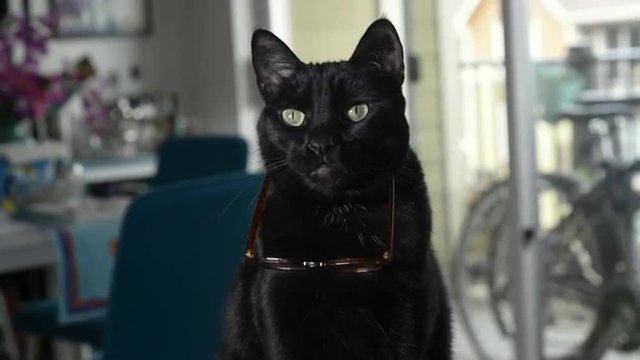 Black cat with glasses hanging down from her face.