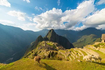 Crédence de cuisine en verre imprimé Machu Picchu La lumière du soleil sur le Machu Picchu, au Pérou, avec des lamas en premier plan