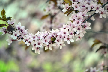 Sour cherry flowers