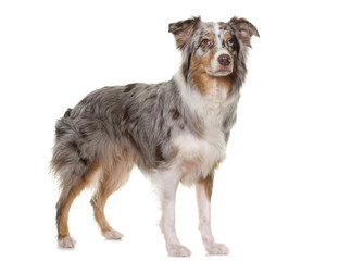tricolor australian shepherd