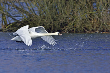 Höckerschwan im Frühjahr