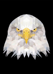 Obraz premium Eagle bird face standing and looking on camera vector