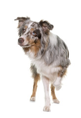 tricolor australian shepherd