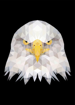 Eagle bird face standing and looking on camera vector