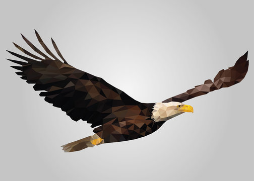 Eagle bird flying free and looking vector.zip
