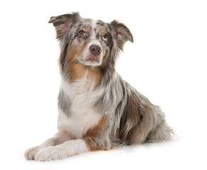 tricolor australian shepherd