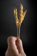 ripe wheat ears boxed in his hand