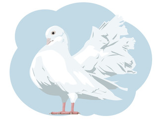 White dove. Vector illustration