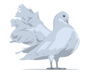 White dove. Vector illustration