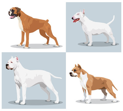 Image set of dogs: Boxer, Bull Terrier, Dogo Argentino, American