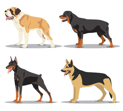 Image set of dogs: Alsatian dog, St. Bernard, Rottweiler, Doberm