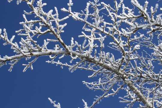 Ramo innevato