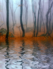 autumn forest with trees reflecting in water