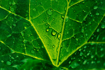 drop of water on green leaf