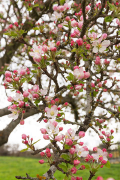 Manzano Florido - Brotes o cogollos y flores abiertas  en arbol manzano a principios de la primavera 