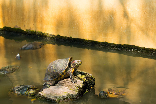 Turtles sunning at the pond,Freshwater turtles