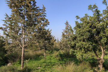 Obraz premium view of the forest