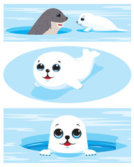 Set of images of harp seal pups