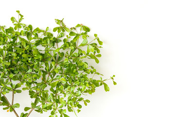 Green leaves on white background