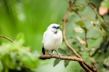 White exotic bird on a branch 