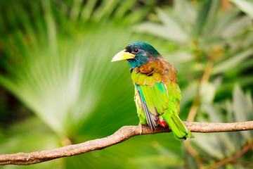 Exotic colorful bird sitting on a branch