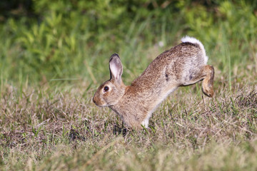 Wild rabbit jumping