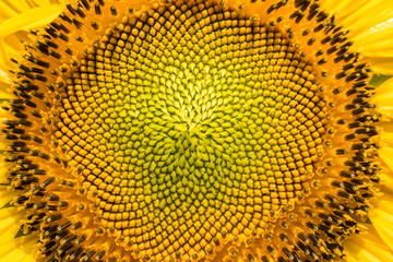 close-up of a beautiful sunflower