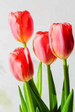 Beautiful flowers tulips